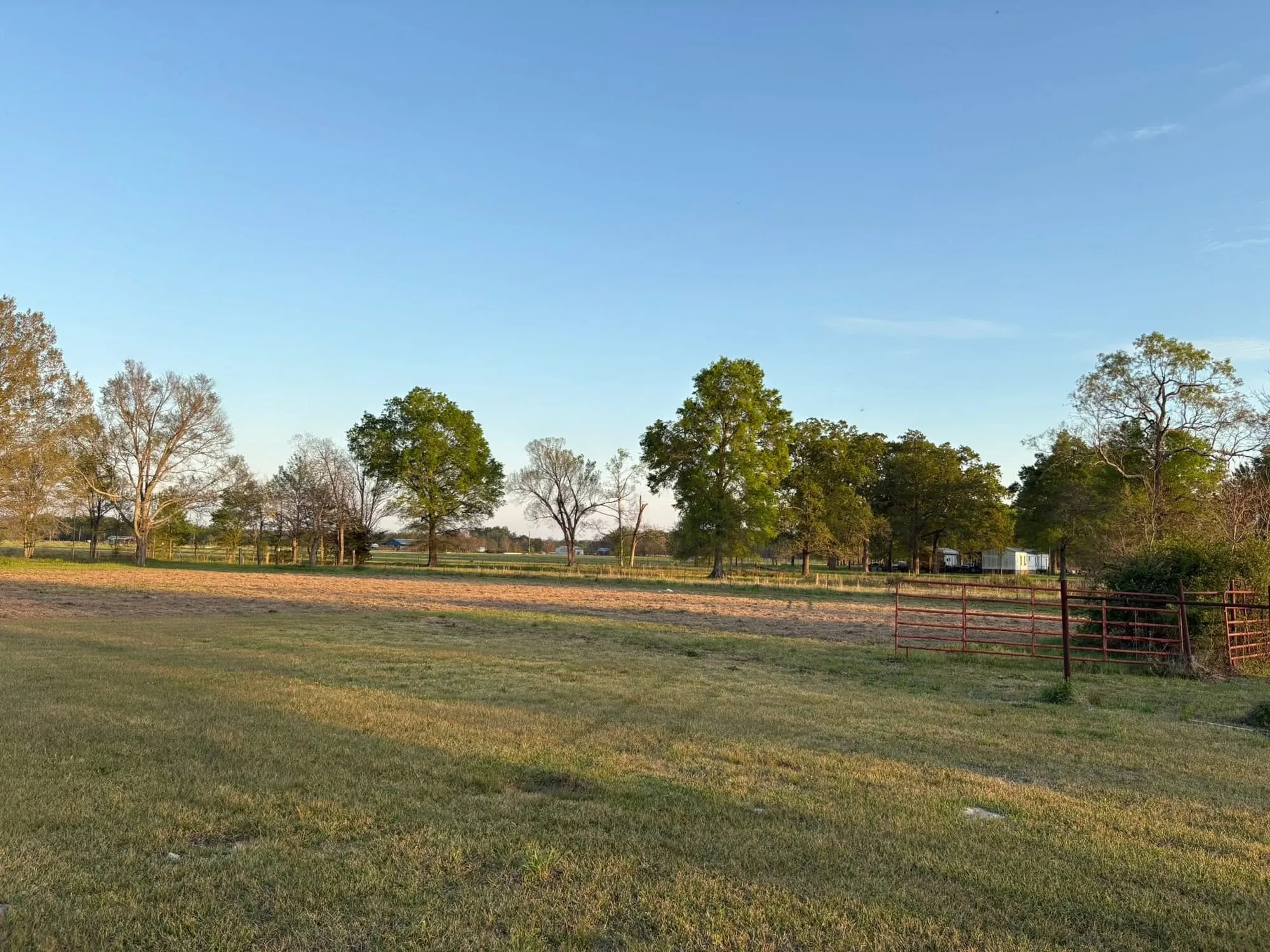 Open pasture mowed clean with pecan trees and a fence line at sunset