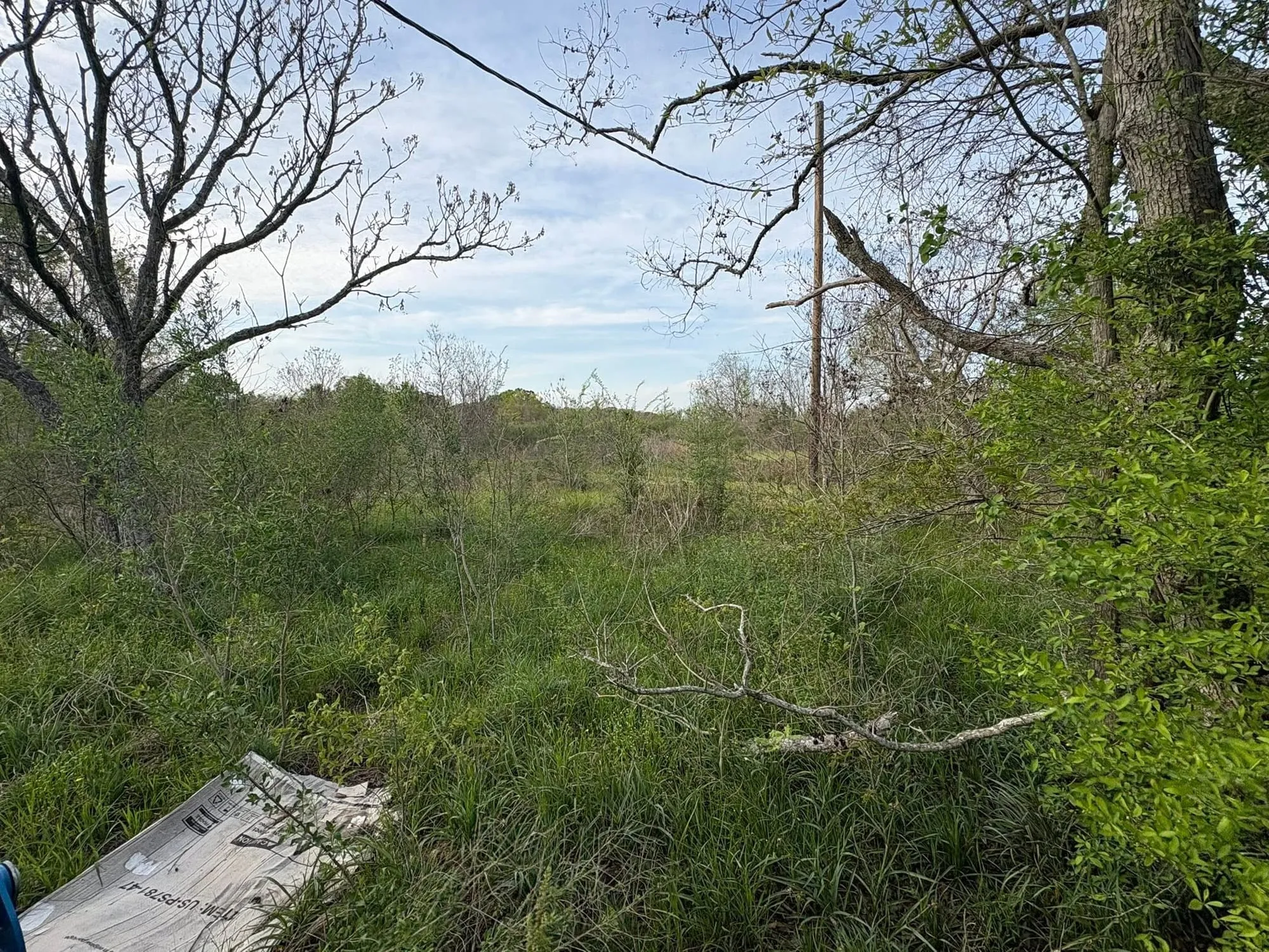 An overgrown lot with tall weeds before Bird & Bear cleaned it up