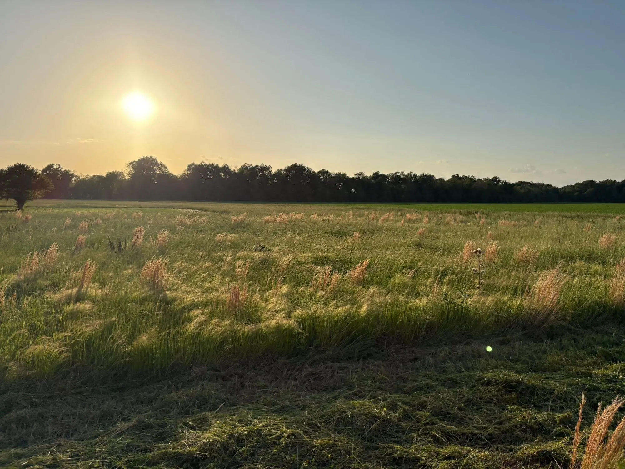 Field of tall waist-high grass at sunset before mowing